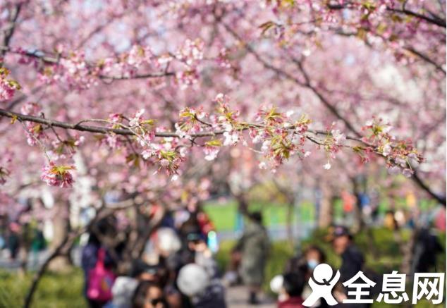 上海静安雕塑公园樱花绽放