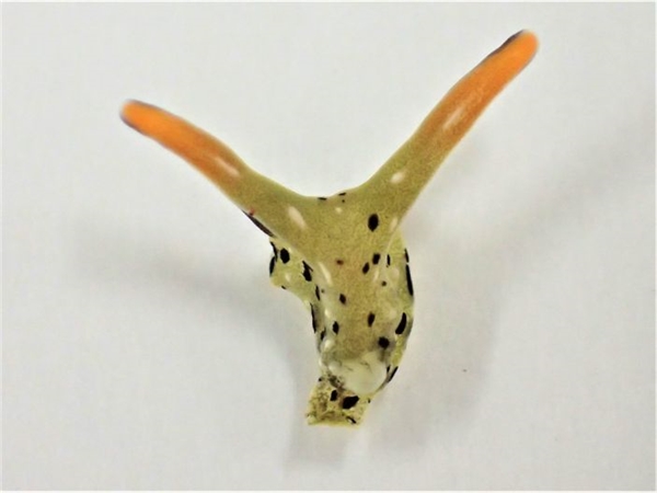 堪称自然界生物最强再生案例：被斩首后还能重新长出心脏和身体