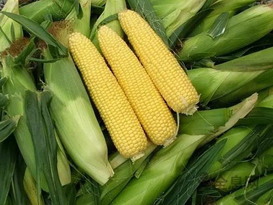 张子林代表：全力打造高质量玉米精深加工产业链