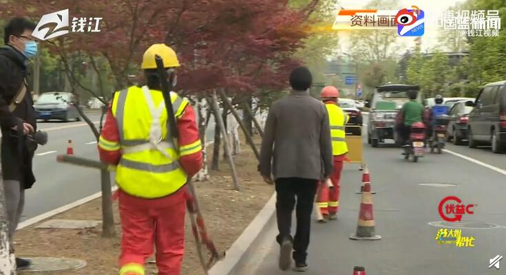 杭州推广抑制梧桐飞絮技术：跟“毛毛”说拜拜