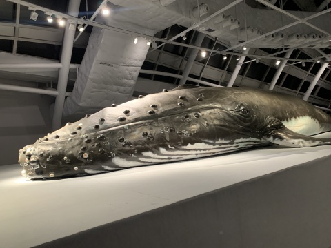 “世纪·浪潮”艺术邀请大展开幕，这次再没有理由不去海花岛了