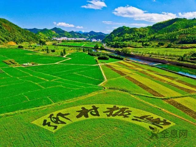 我国加大政府采购政策促进乡村产业振兴