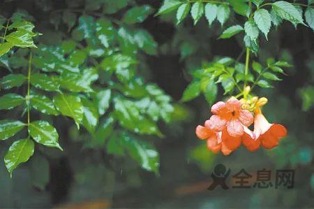 夏至养生,饮食睡眠运动有这些讲究