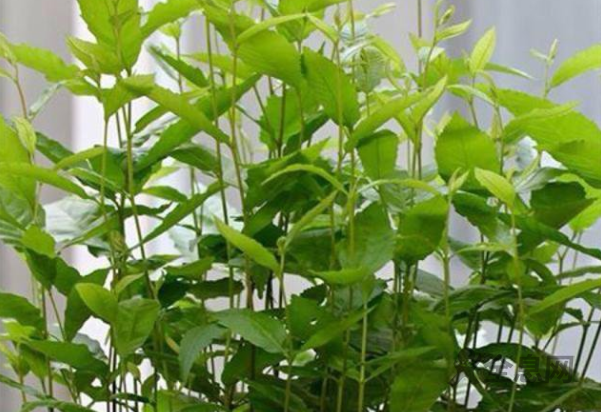 板栗能全部使用营养土来种植吗