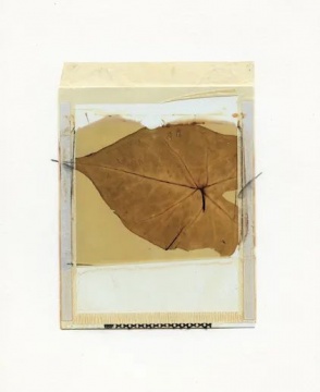 选自植物标本系列 25 x 17 cm 59型号彩色宝丽来转印至画纸 1988 选自植物标本系列 25 x 17 cm 59型号彩色宝丽来转印至画纸 1988