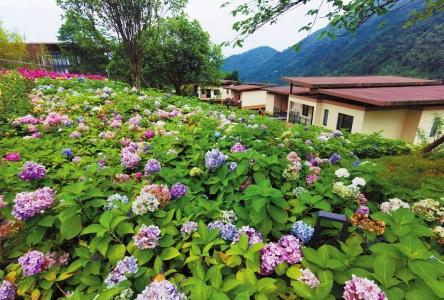 （中首 转载）优良生态吸引游客留下开客栈