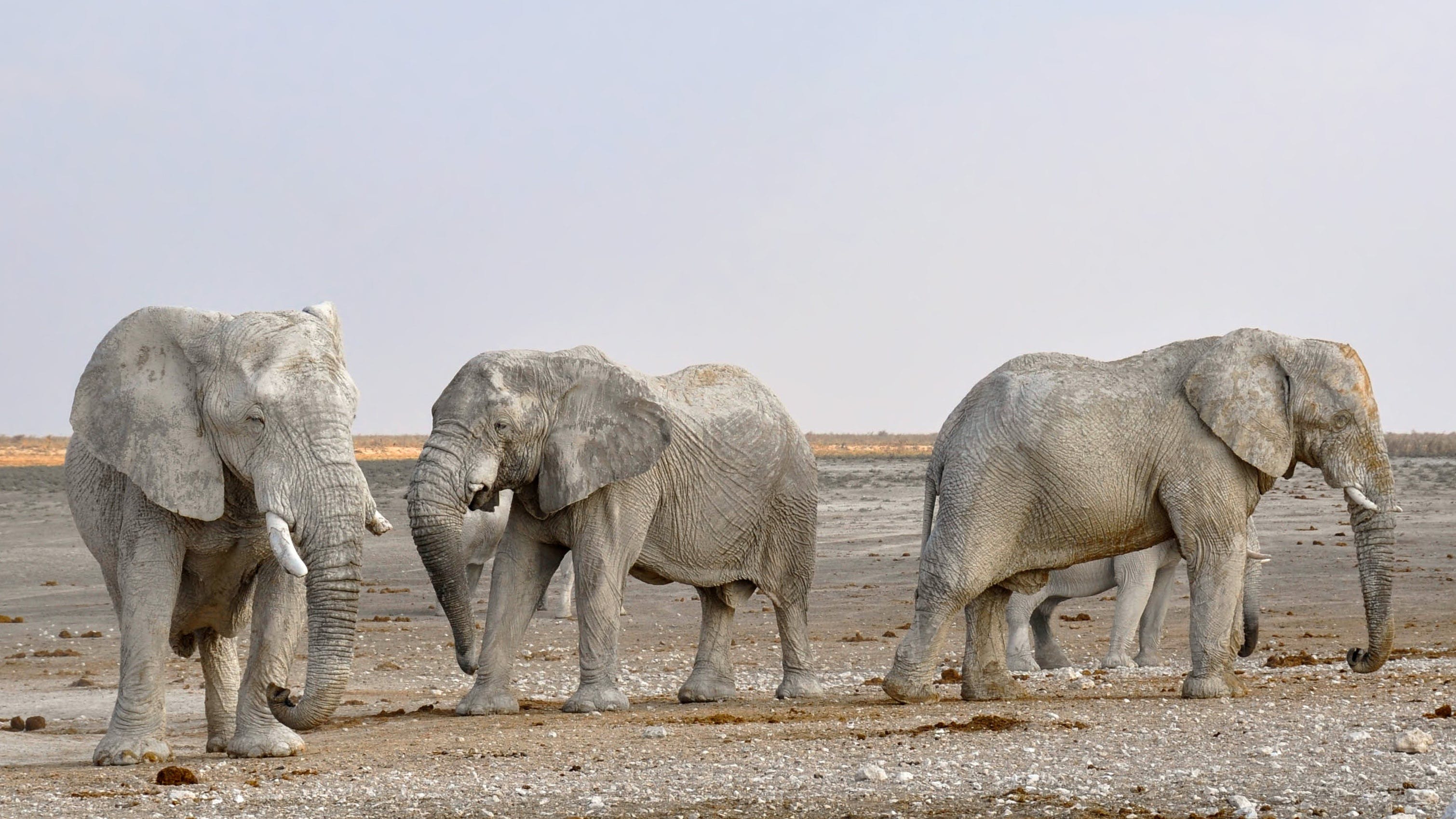 研究发现动物正变形适应全球变暖：大象耳朵变大 鸟嘴变长了