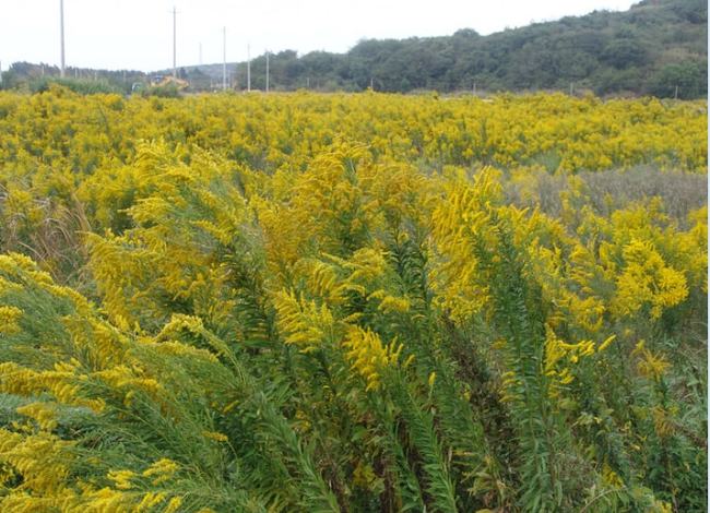 加拿大一枝黄花：又名黄莺、麒麟草；系外来入侵物种