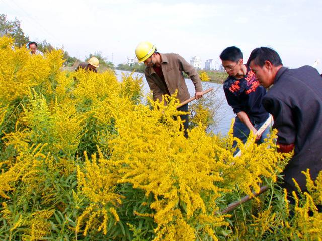 恶魔之花——加拿大一枝黄花
