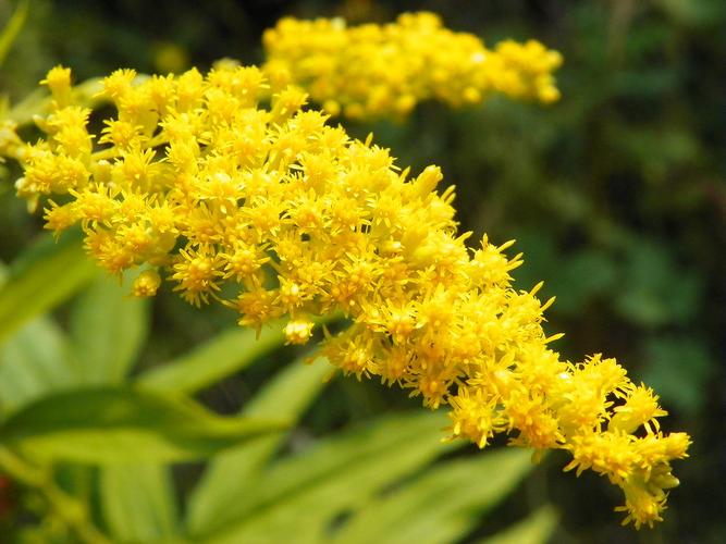 全城“围剿”加拿大一枝黄花，在小块泛滥，危害不输水葫芦