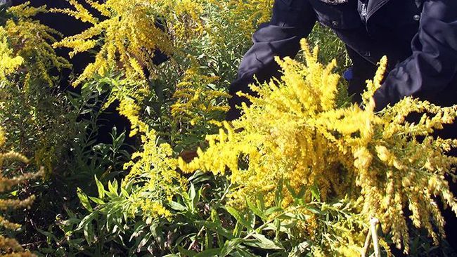 加拿大一枝黄花到底是什么？