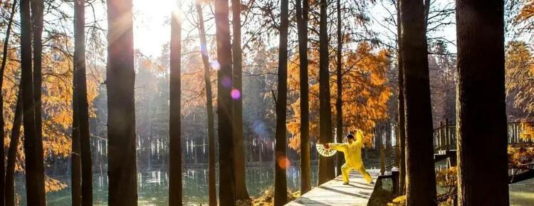 暖阳里邂逅泰州初冬的静谧时光