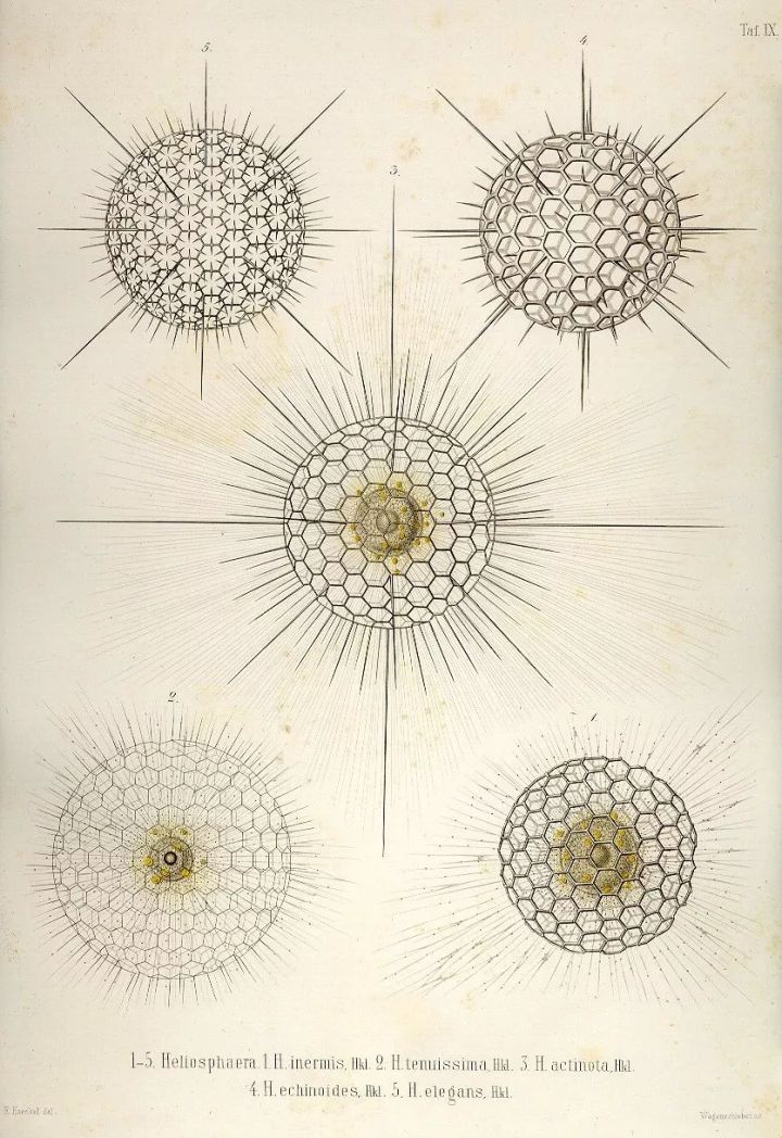 1569293248%E8%99%AB18.jpg?size=154997