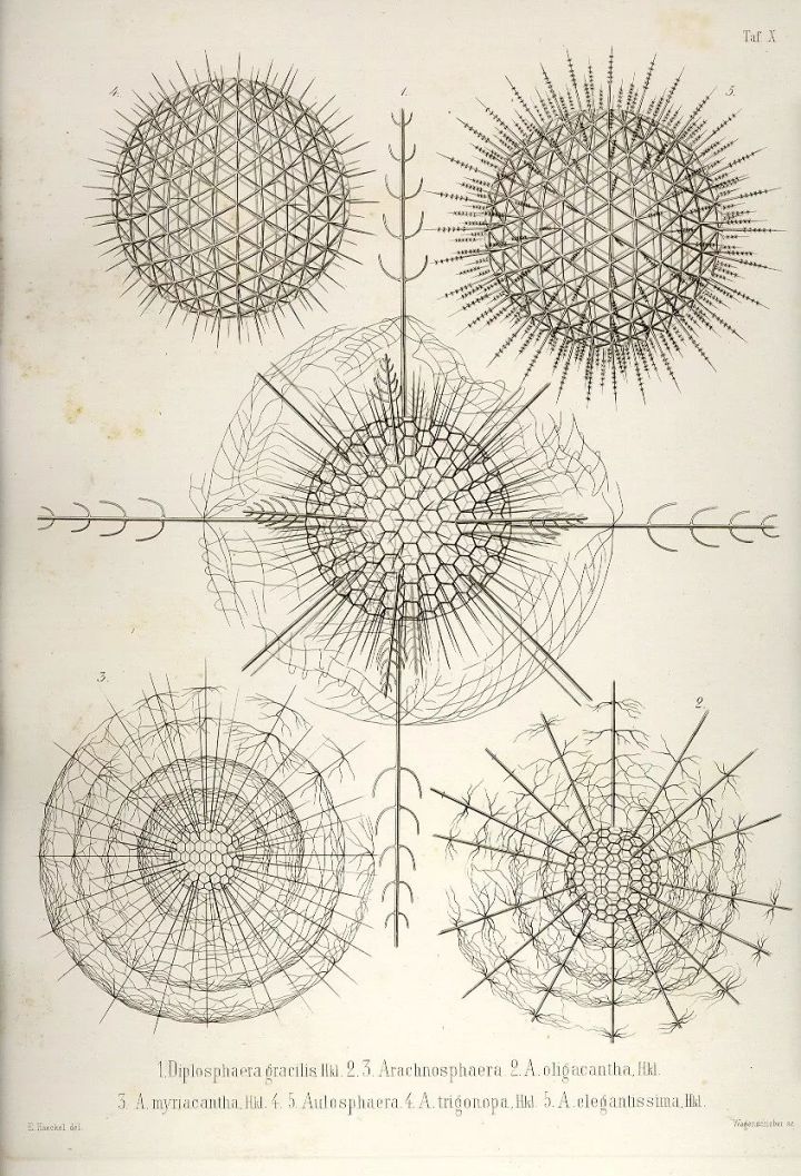 1569293320%E8%99%AB20.jpg?size=192745