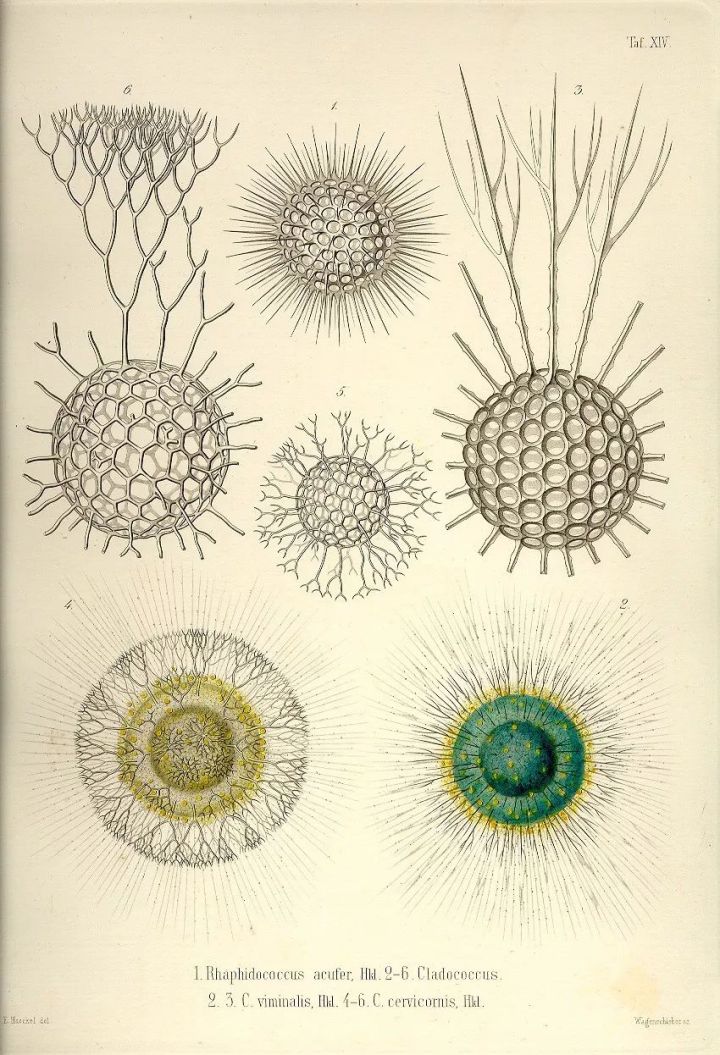 1569293356%E8%99%AB24.jpg?size=163726