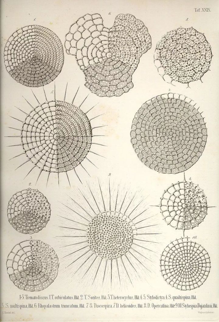 1569293493%E8%99%AB38.jpg?size=211083