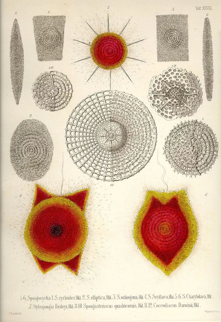 1569293484%E8%99%AB37.jpg?size=189001