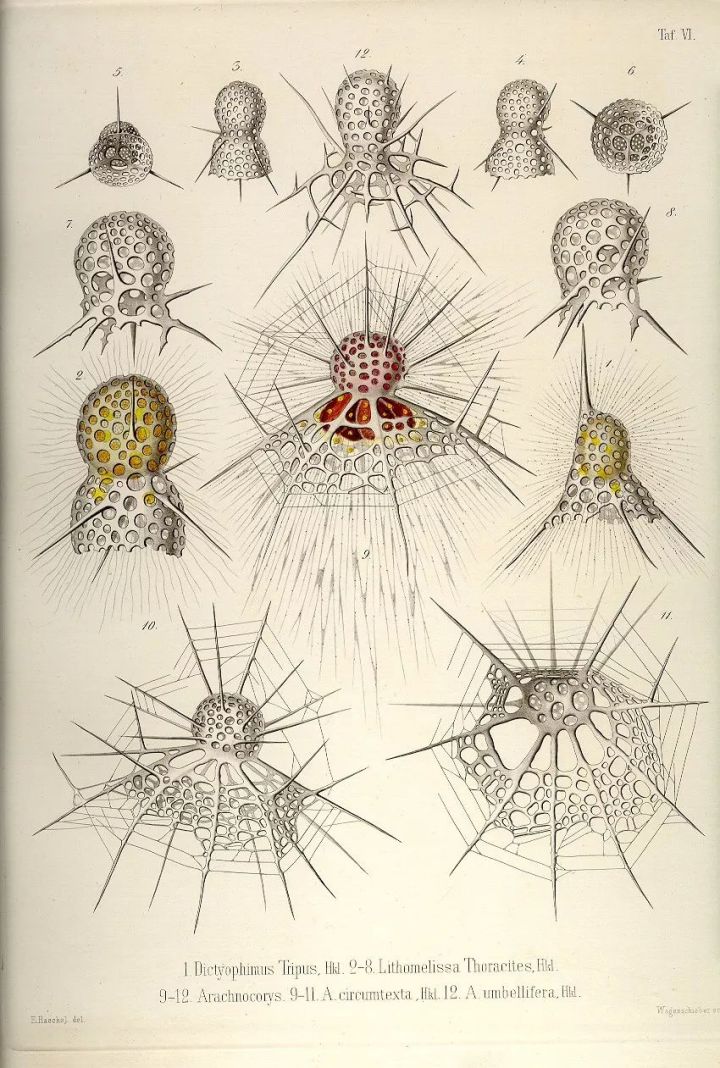 1569293220%E8%99%AB15.jpg?size=164382