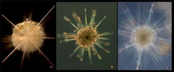 1569293073%E8%99%AB6.jpg?size=22905