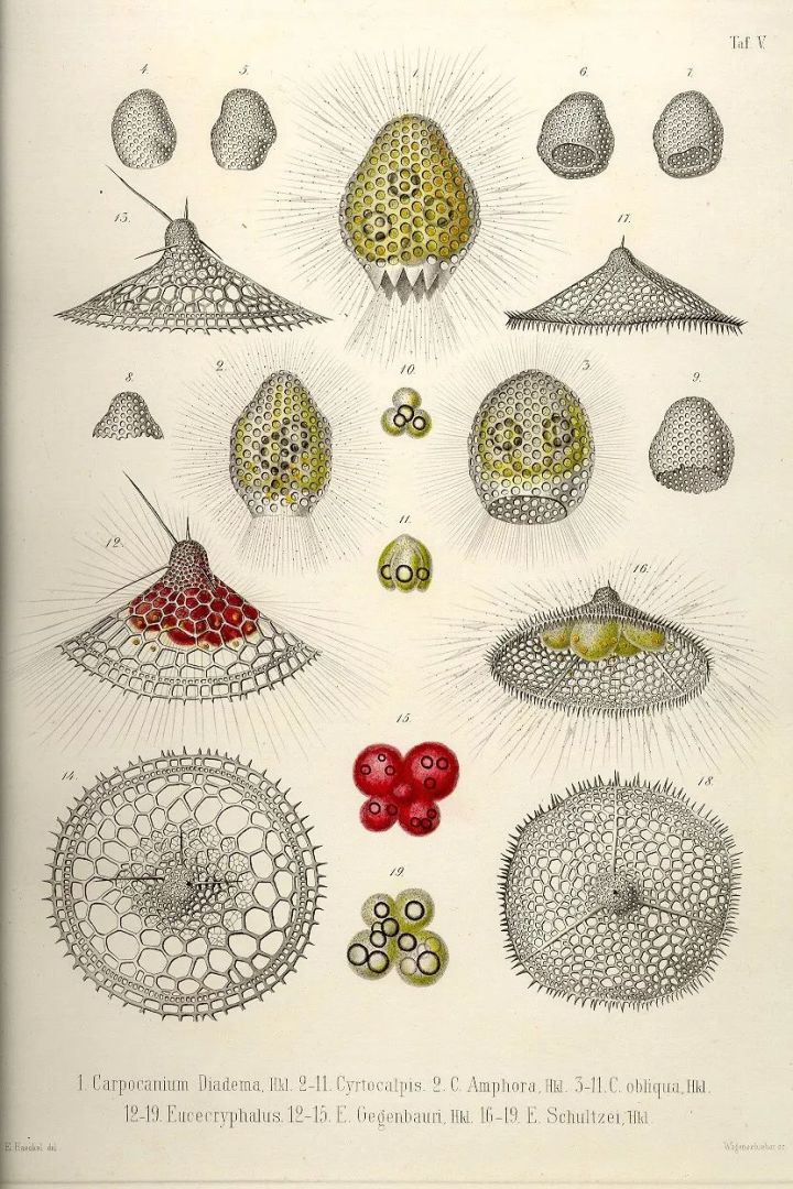 1569293207%E8%99%AB14.jpg?size=181015