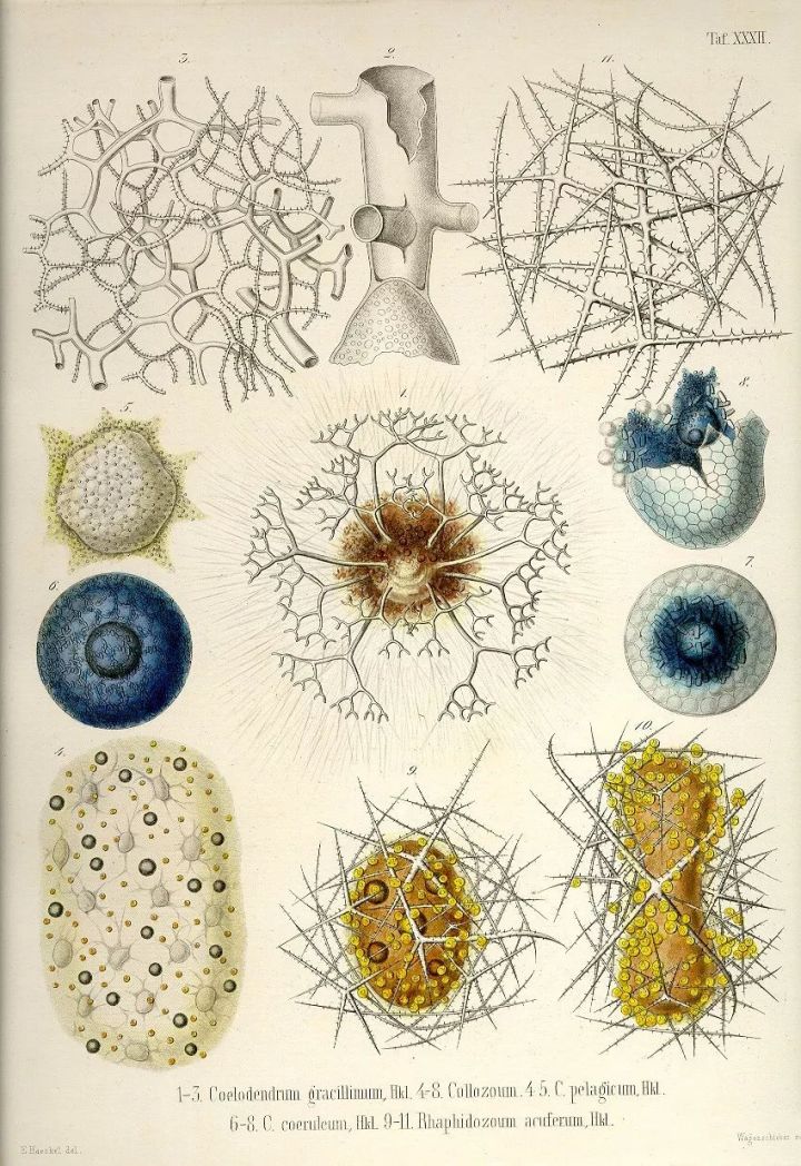 1569293519%E8%99%AB41.jpg?size=197274