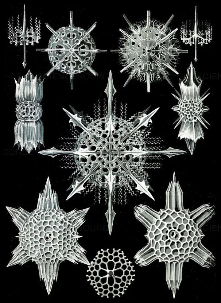 1569293016%E8%99%AB2.jpg?size=153220