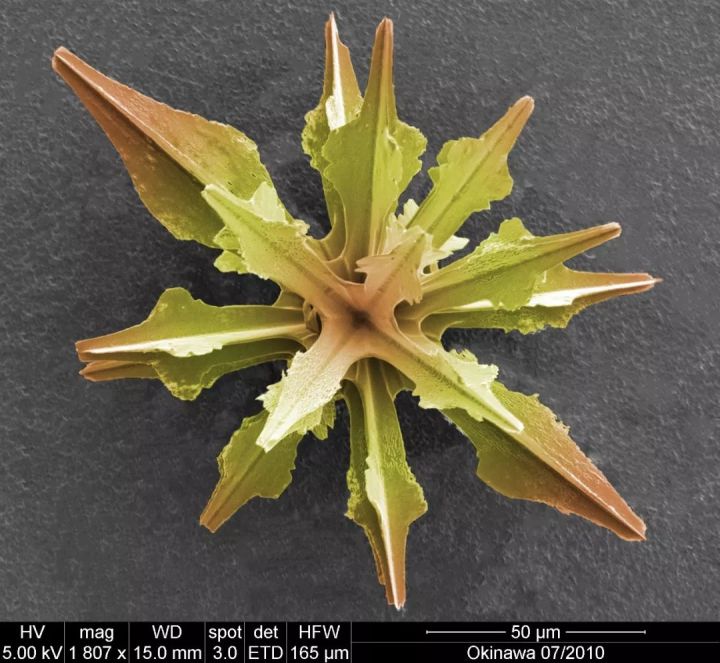 1569293092%E8%99%AB8.jpg?size=84930