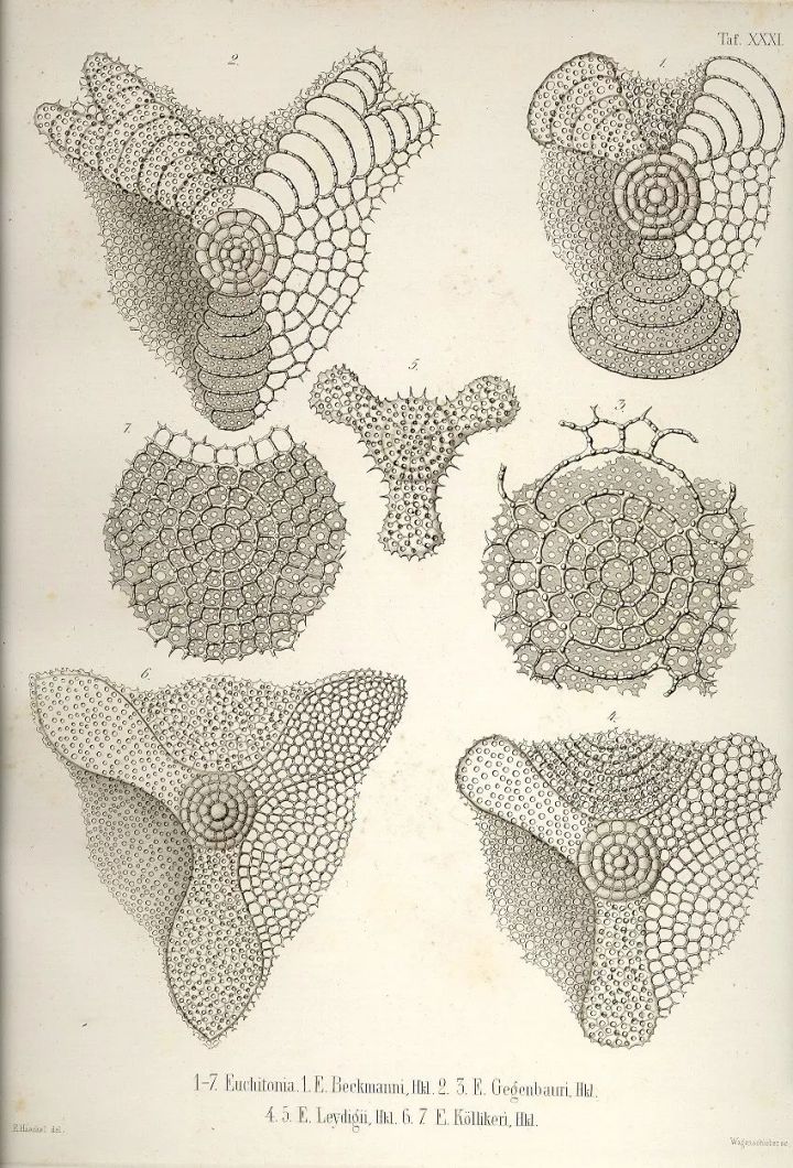 1569293510%E8%99%AB40.jpg?size=207513