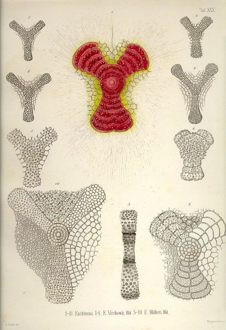 1569293501%E8%99%AB39.jpg?size=178429