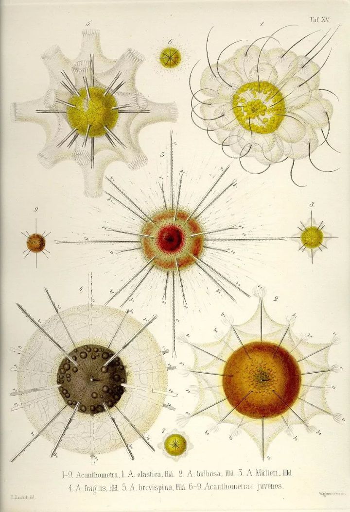 1569293365%E8%99%AB25.jpg?size=131907