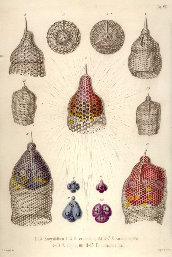 1569293229%E8%99%AB16.jpg?size=150787