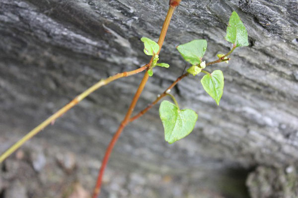 谷物全能冠军如何养成？荞麦“拍了拍”你
