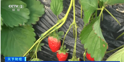 “吃草莓导致患出血热”？专家：没有科学依据！
