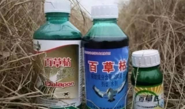 为什么国家会禁用百草枯？答案让人意想不到！