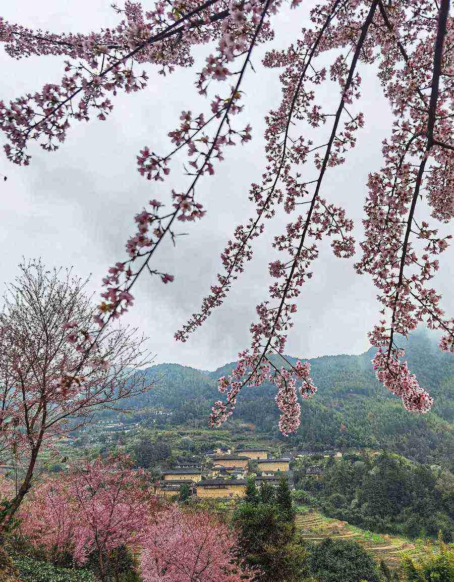 绝美！粉色樱花“点缀”世遗土楼
