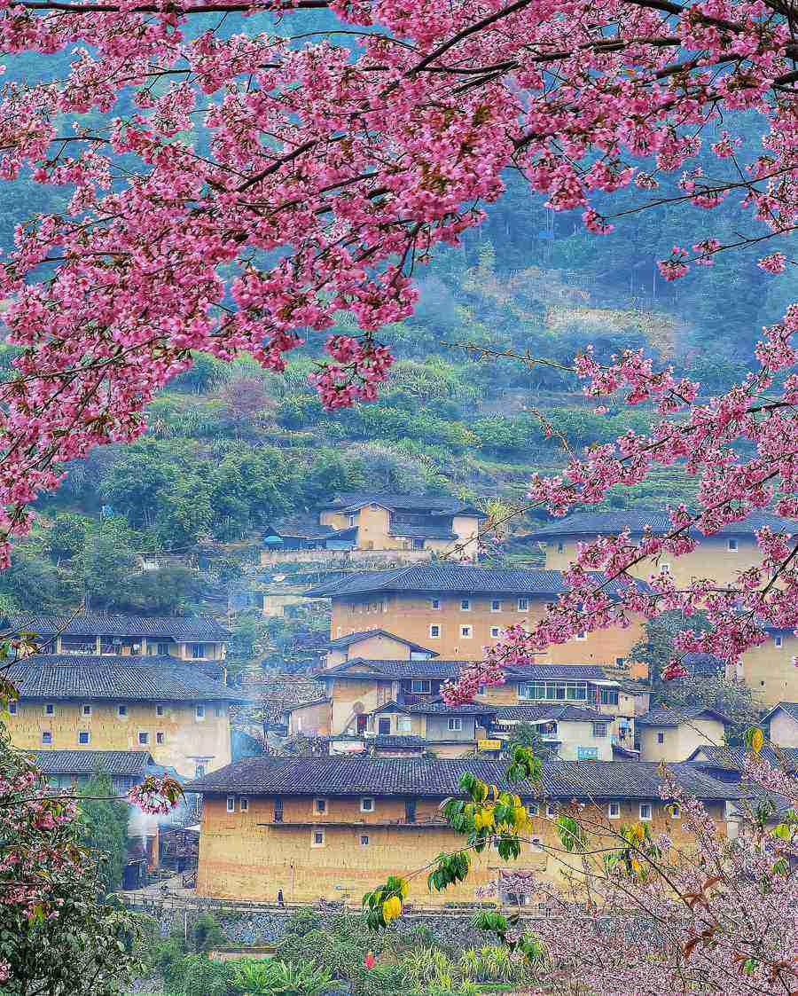 绝美！粉色樱花“点缀”世遗土楼