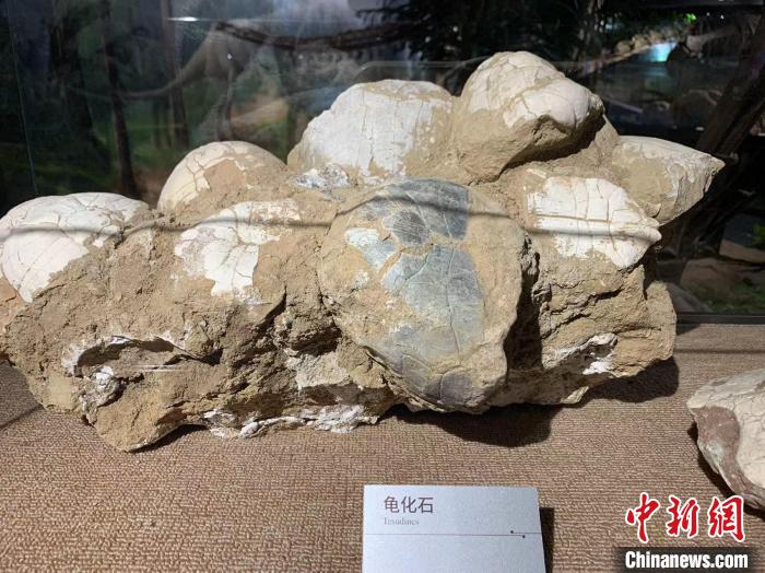 湖北地质博物馆恢复开馆 展出万余件奇石异宝