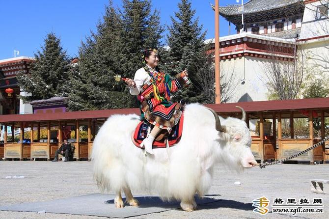 虎年春节香格里拉旅拍备受游客青睐