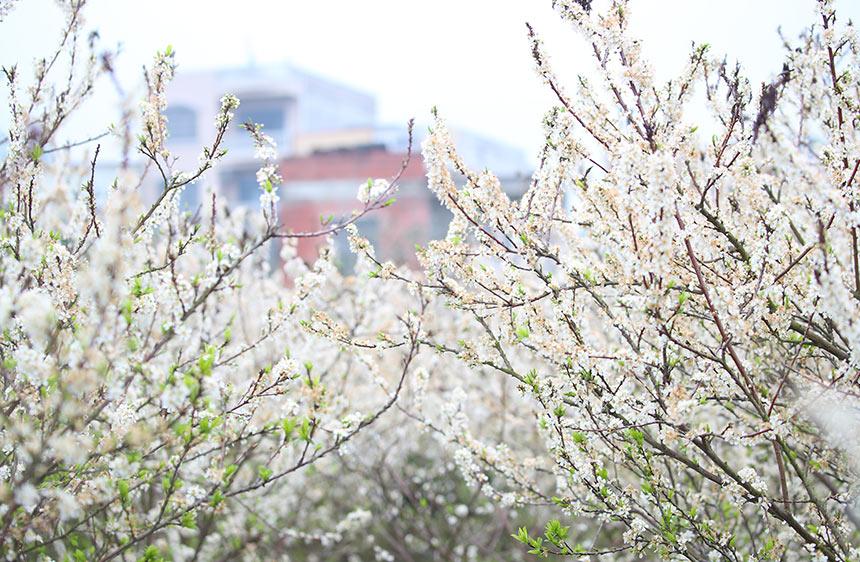 李花盛开。