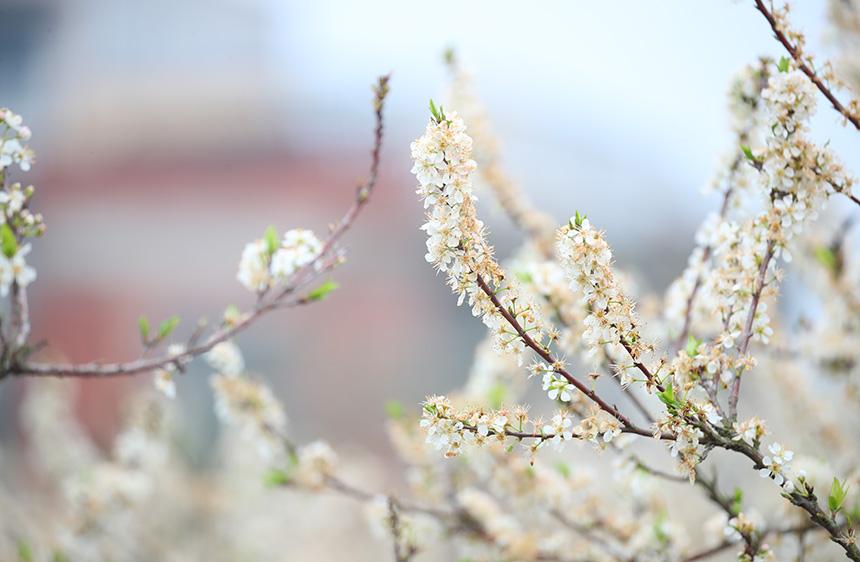 李花盛开。