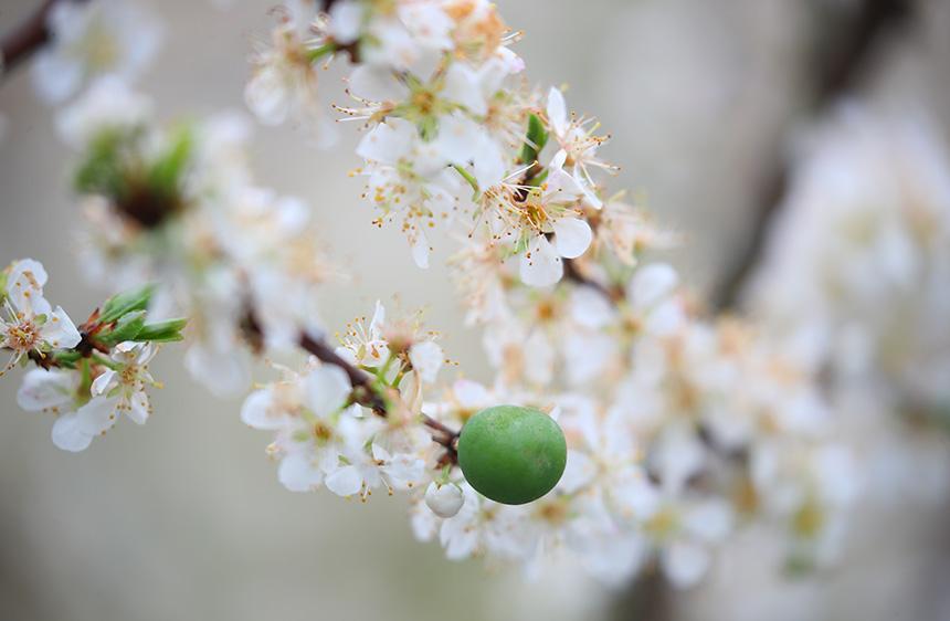 花果“同框”。