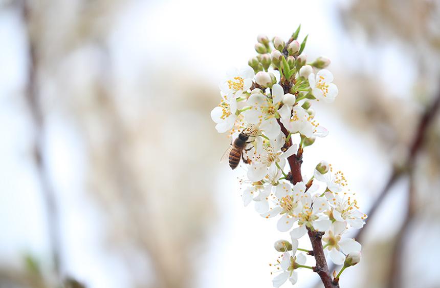 蜜蜂采集李花蜜。
