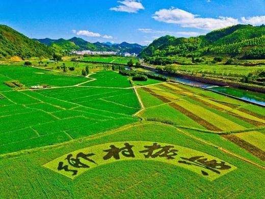 如何做好乡村振兴？