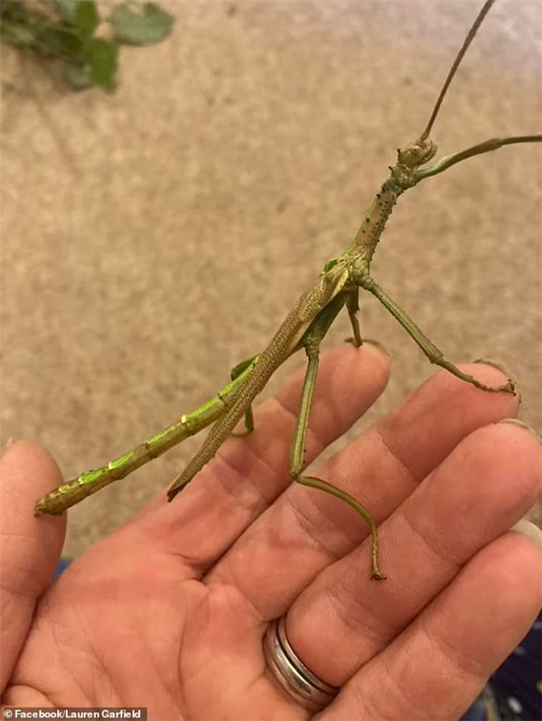“雌雄同体”的竹节虫首次发现：可惜必须安乐死