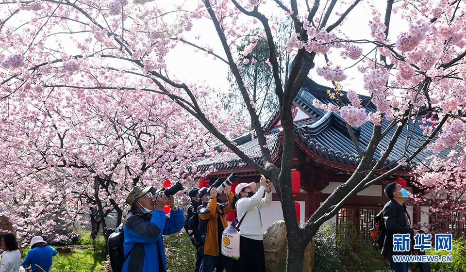 花开迎君来——武汉进入浪漫樱花季