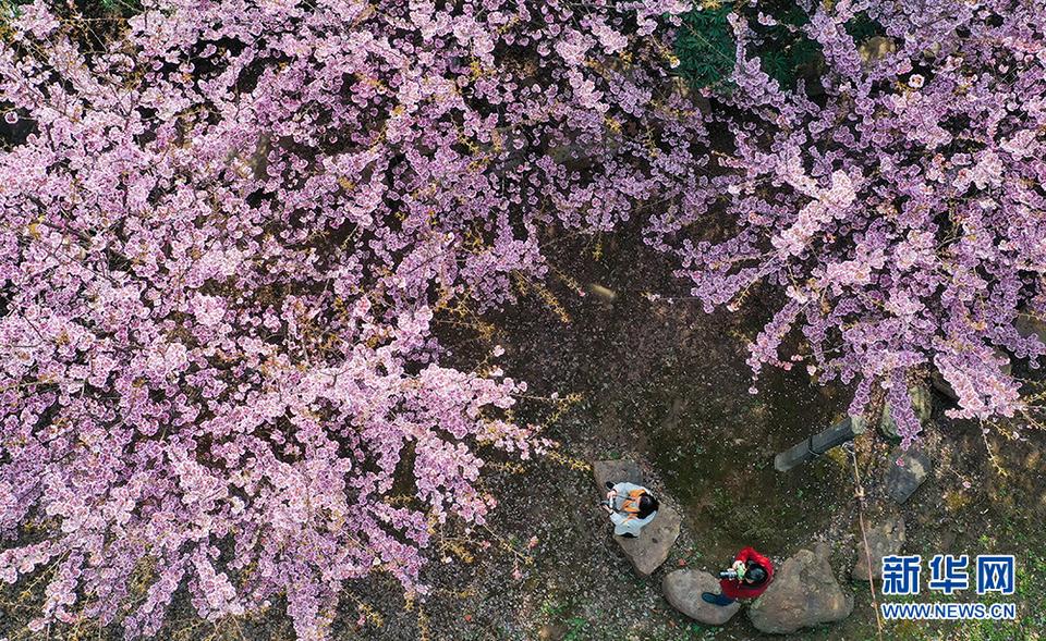 花开迎君来——武汉进入浪漫樱花季