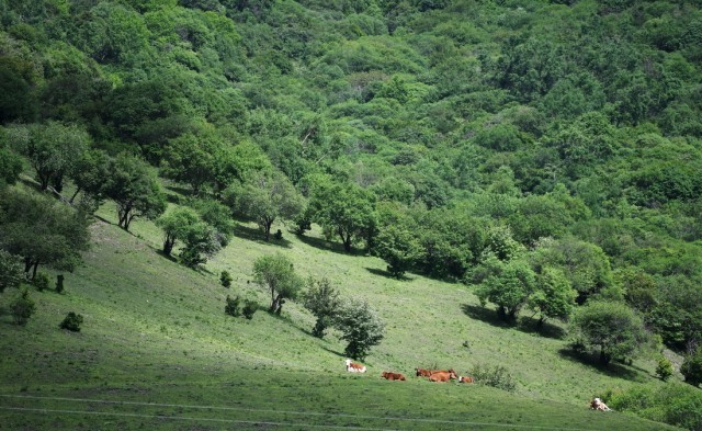 6月7日，几头牛在关山林场休憩。