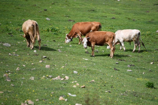6月7日，几头牛在关山林场吃草。