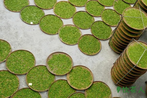 绿茶的制作流程五个步骤，绿茶的制作工艺流程