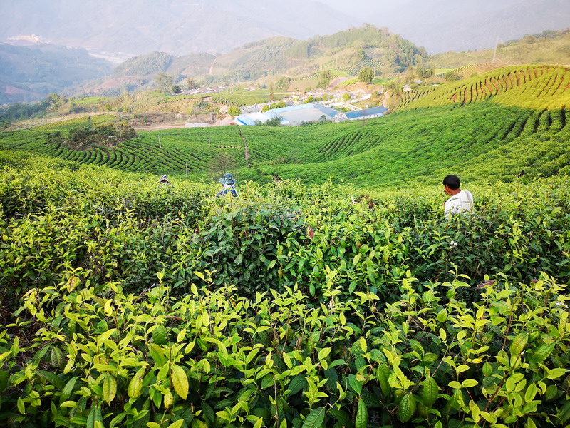 茶叶知识：日本茶道的三大流派,日本茶道分为哪两大流派